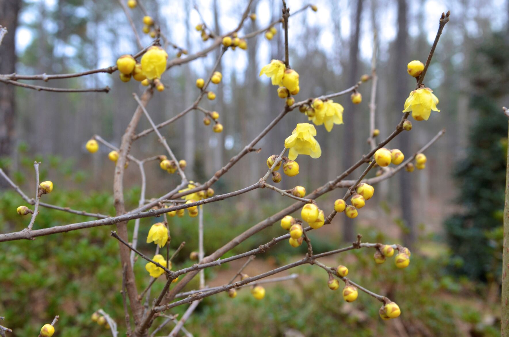 010123wintersweet DO NOT REUSE